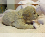 Small Photo #5 Zuchon Puppy For Sale in LEBANON, OR, USA
