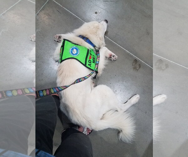 Medium Photo #40 Chow Chow-Great Pyrenees Mix Puppy For Sale in Houston, TX, USA