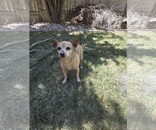 Medium Photo #2 Chihuahua-Unknown Mix Puppy For Sale in Fort Collins, CO, USA