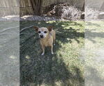Small #1 Chihuahua Mix