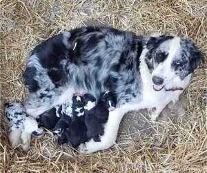 Mother of the Border-Aussie puppies born on 07/10/2022