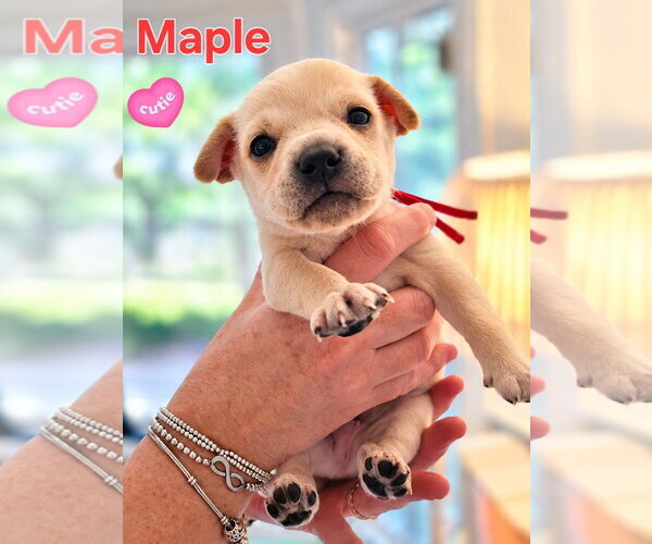 Medium Photo #1 Mutt Puppy For Sale in Holly Springs, NC, USA