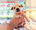 Maple - Willow Mae Litter - Male Mutt Dog for Adoption - Small photo