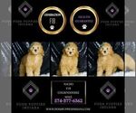 Small Photo #31 Goldendoodle (Miniature) Puppy For Sale in WARSAW, IN, USA