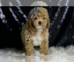 Small #4 Poodle (Miniature)