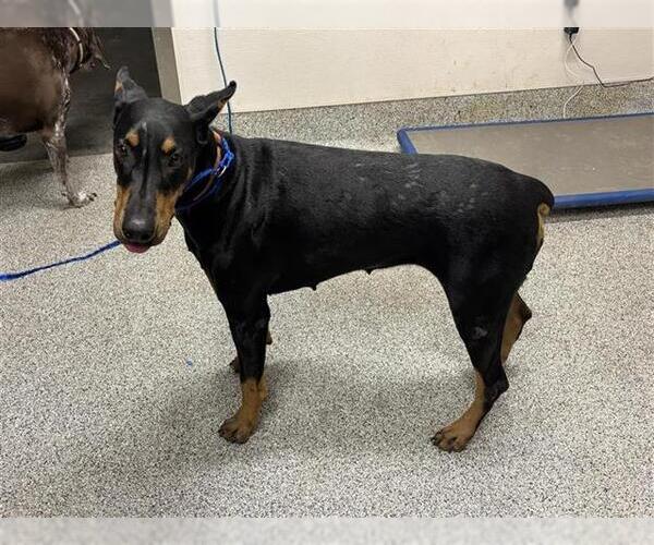 Medium Photo #1 Doberman Pinscher Puppy For Sale in Houston, TX, USA