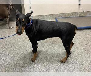 Doberman Pinscher Dogs for adoption in Houston, TX, USA