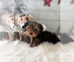 Yorkshire Terrier Puppy for sale in WILLISTON, SC, USA