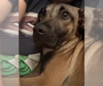 Small #7 Black Mouth Cur-German Shepherd Dog Mix
