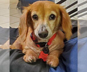 Dachshund Dogs for adoption in Weston, FL, USA