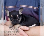 Small #2 French Bulldog