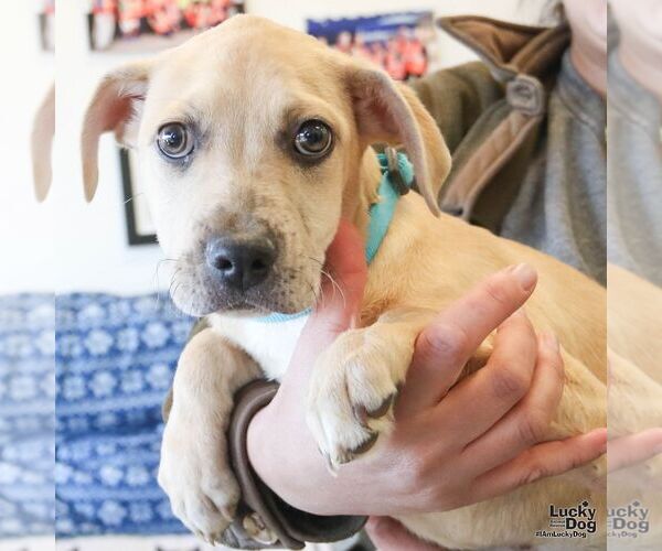 Medium Photo #4 Labrador Retriever-Unknown Mix Puppy For Sale in Washington, DC, USA