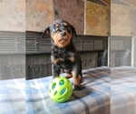Small Photo #10 Rottweiler Puppy For Sale in SAN ANTONIO, TX, USA