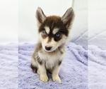 Small #1 Siberian Husky