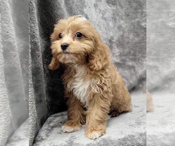 Medium Photo #1 Cavalier King Charles Spaniel Puppy For Sale in Lincolnwood, IL, USA