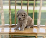 Small Photo #12 Goldendoodle Puppy For Sale in MARYVILLE, MO, USA