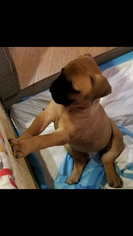Bullmastiff Puppy for sale in PIKESVILLE, MD, USA