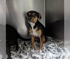 Boston Terrier Dogs for adoption in Galveston, TX, USA