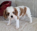 Puppy Cassie Cavalier King Charles Spaniel