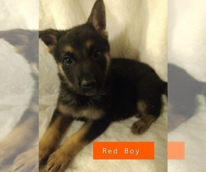 Shepadoodle Puppy for sale in NEW LONDON, IA, USA