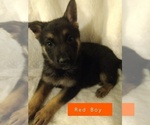 Small Photo #1 Shepadoodle Puppy For Sale in NEW LONDON, IA, USA