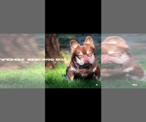 Father of the French Bulldog puppies born on 07/09/2024