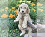 Small Goldendoodle