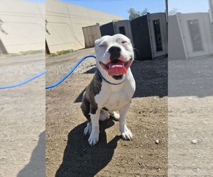 American Pit Bull Terrier-Unknown Mix Dogs for adoption in El Centro, CA, USA