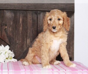Goldendoodle-Poodle (Miniature) Mix Puppy for sale in FREDERICKSBG, OH, USA