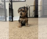 Small #3 Yorkshire Terrier