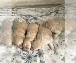 Maltipoo Puppy for sale in VIRGINIA BCH, VA, USA