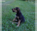 Small #18 Shepweiller