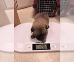 Small German Shepherd Dog