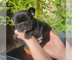 French Bulldog Puppy for sale in PINCKNEY, MI, USA