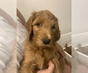Goldendoodle Puppy for sale in MORGANTOWN, WV, USA