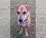 Small #3 Dachshund Mix