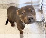 Small #2 Plott Hound Mix