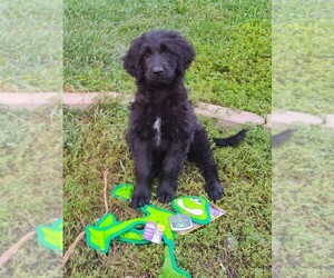 Goldendoodle Puppy for sale in CUMBERLAND, WI, USA