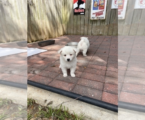 Medium Photo #9 Miniature American Eskimo Puppy For Sale in PENSACOLA, FL, USA