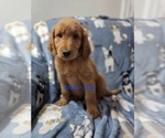 Small #2 Goldendoodle