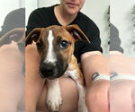 Small #9 American Pit Bull Terrier Mix