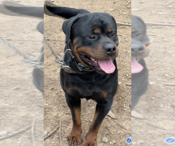 Medium Photo #1 Rottweiler Puppy For Sale in WALLINGFORD, CT, USA