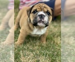 Small Photo #3 English Bulldog Puppy For Sale in WESTFIELD, IN, USA