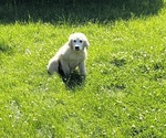 Puppy 2 Great Pyrenees-Newfoundland Mix