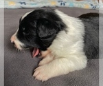 Small #1 Border Collie-Papillon Mix