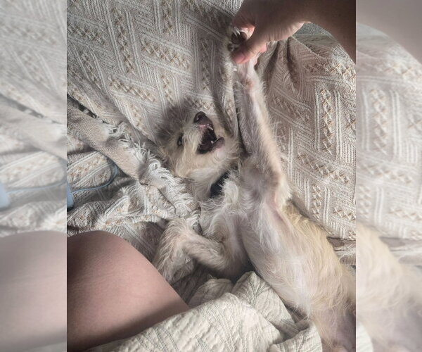 Medium Photo #2 Fox Terrier (Toy)-Unknown Mix Puppy For Sale in Lakewood, CO, USA