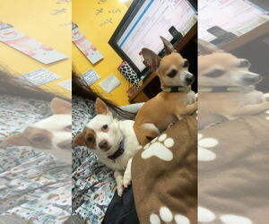 Chihuahua Dogs for adoption in York, SC, USA