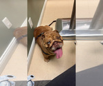 Small Photo #1 English Bulldog Puppy For Sale in SEYMOUR, IN, USA