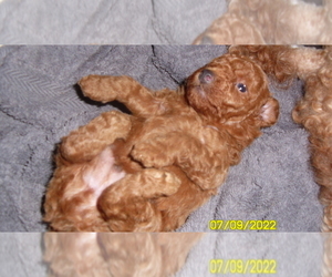Poodle (Toy) Puppy for sale in DULUTH, GA, USA