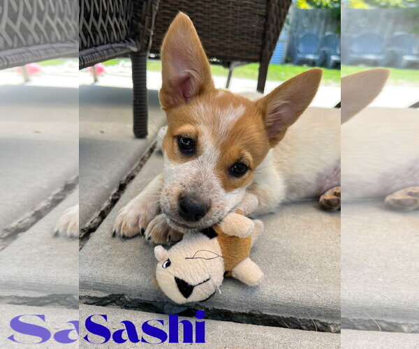 Medium Photo #1 Mutt Puppy For Sale in Sandy, UT, USA